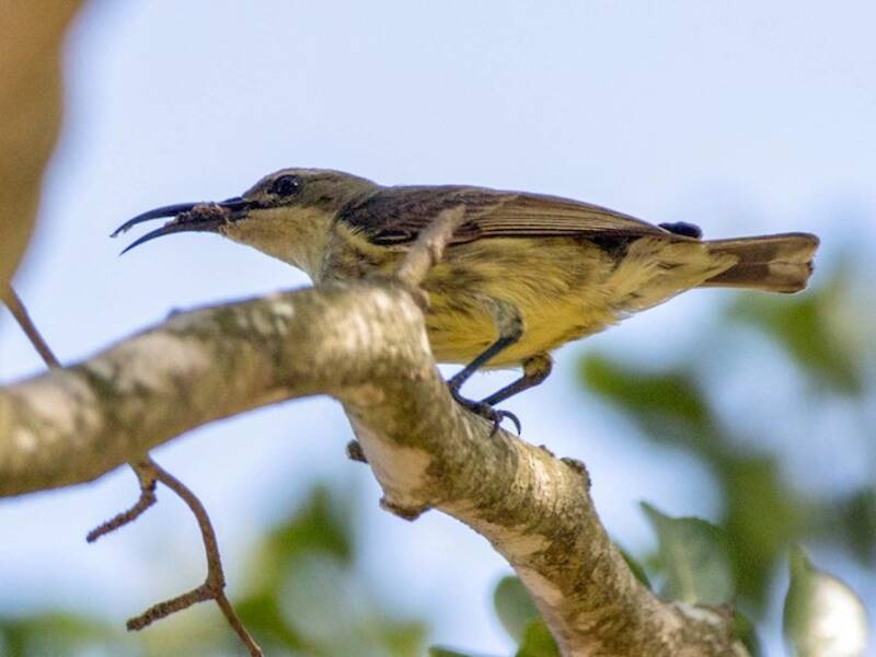 Tsavo Sunbird, Photos 4