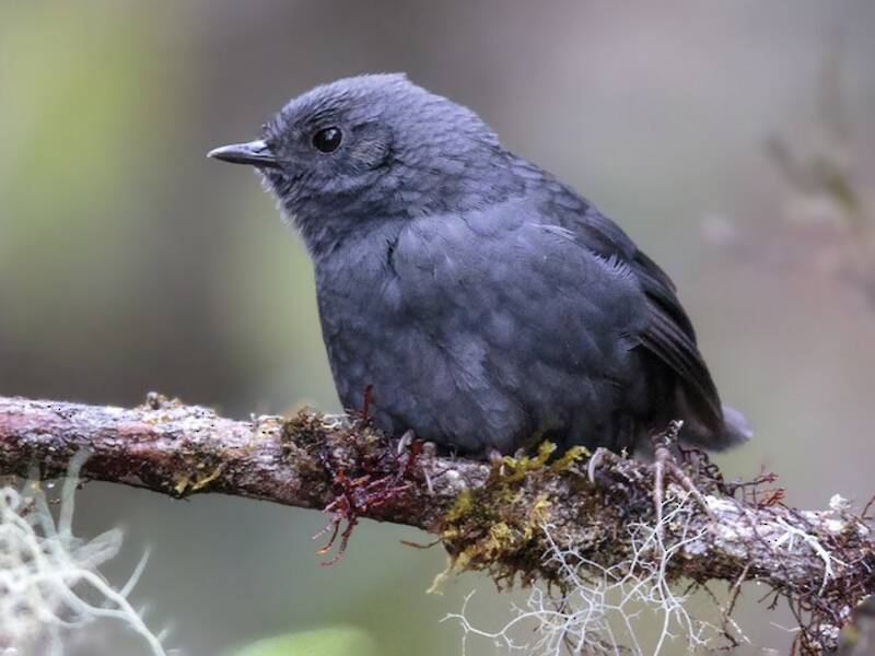 Tapaculo di Tschudi