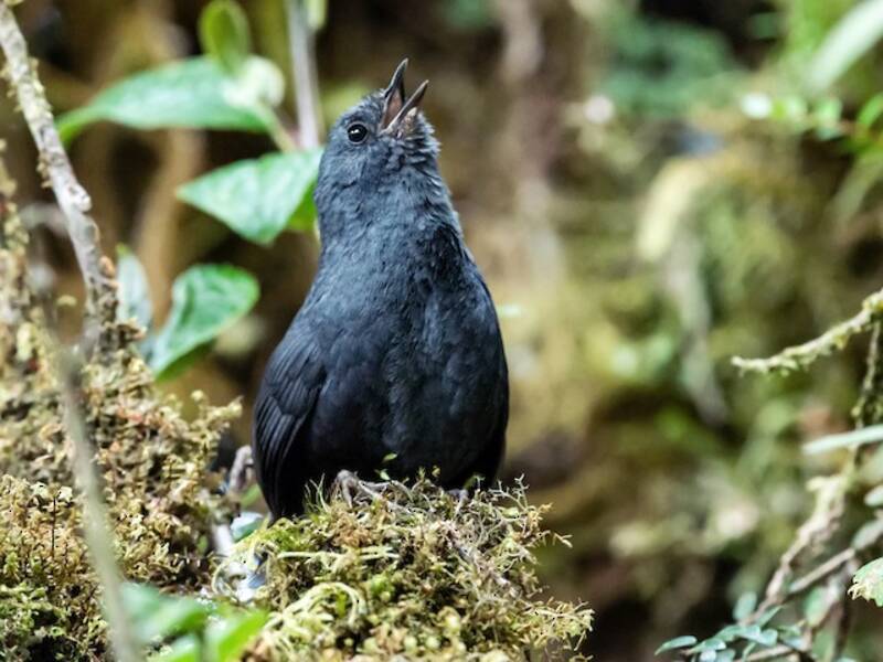 Tapaculo di Tschudi, Foto 3
