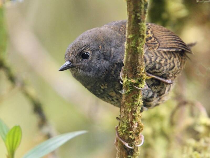 Tapaculo di Tschudi, Foto 2