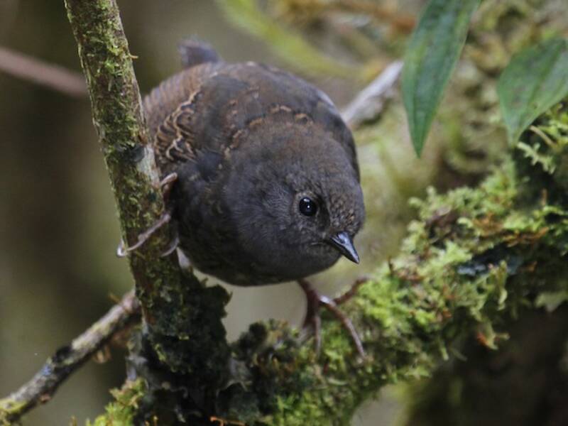 Tapaculo di Tschudi, Foto 4