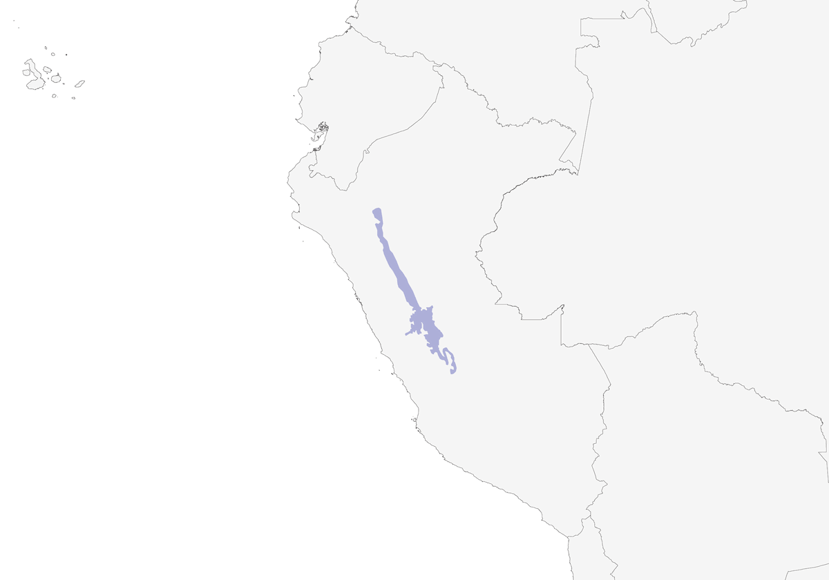 Tapaculo di Tschudi, Distribuzione 1