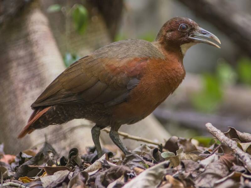 Tsingy Forest Rail
