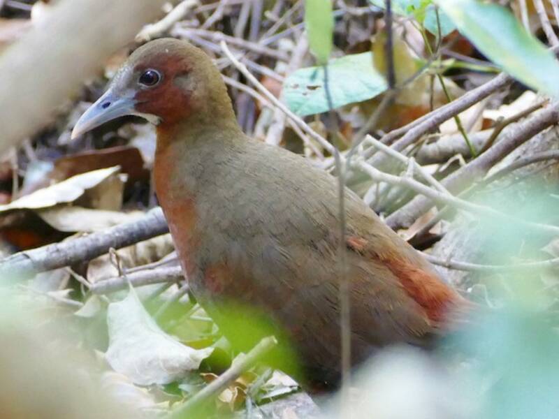 Tsingy Forest Rail, 照片 3