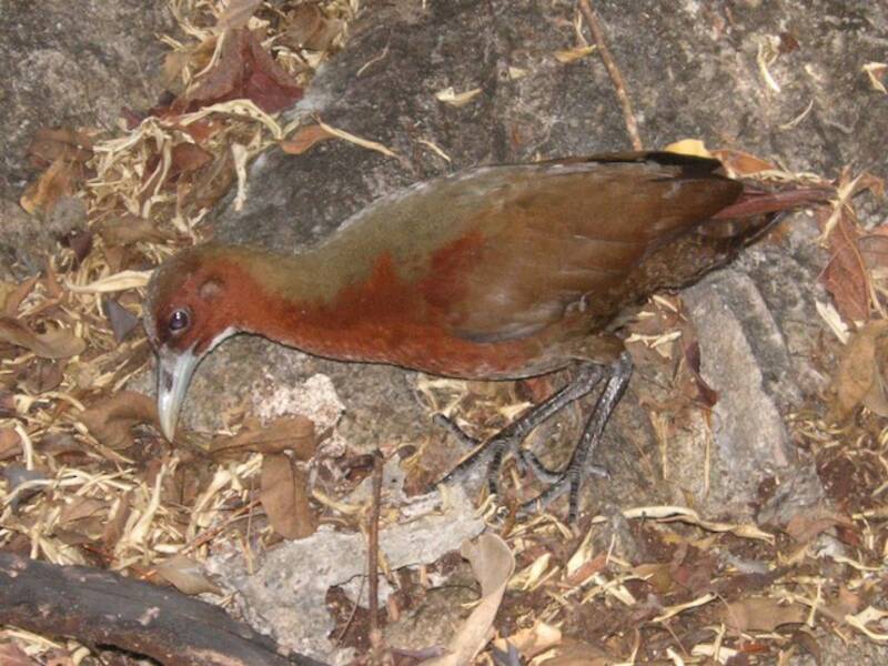 Tsingy Forest Rail, 照片 2