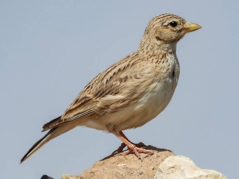 Turkestan Short-toed Lark, Photos 3