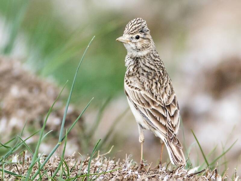 Turkestan Short-toed Lark