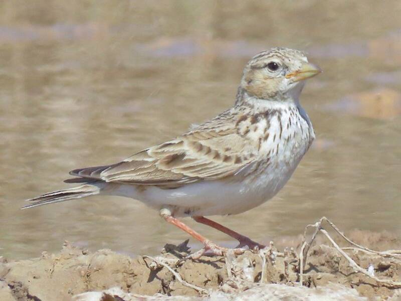 Turkestan Short-toed Lark, Photos 2