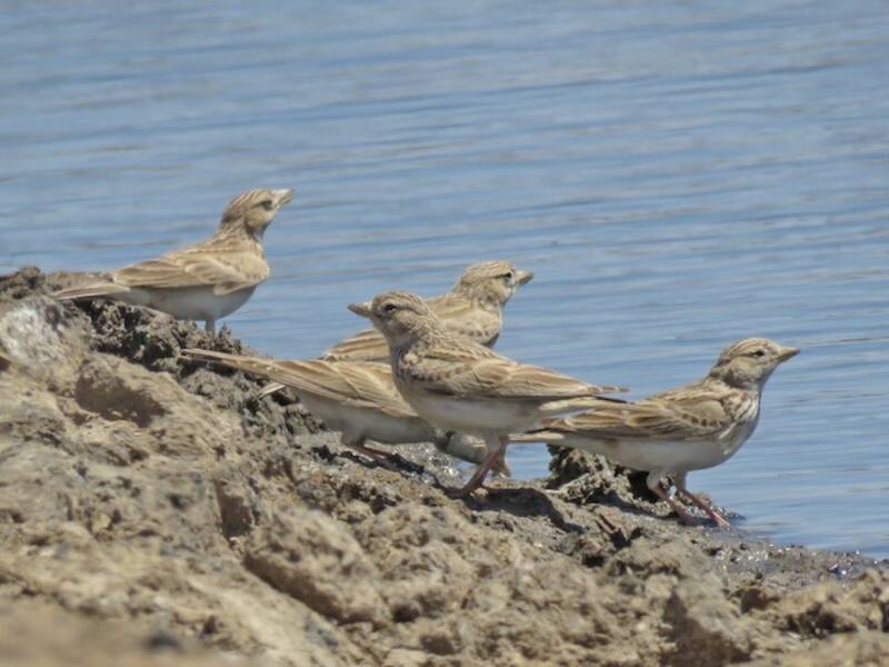 Turkestan Short-toed Lark, Photos 4