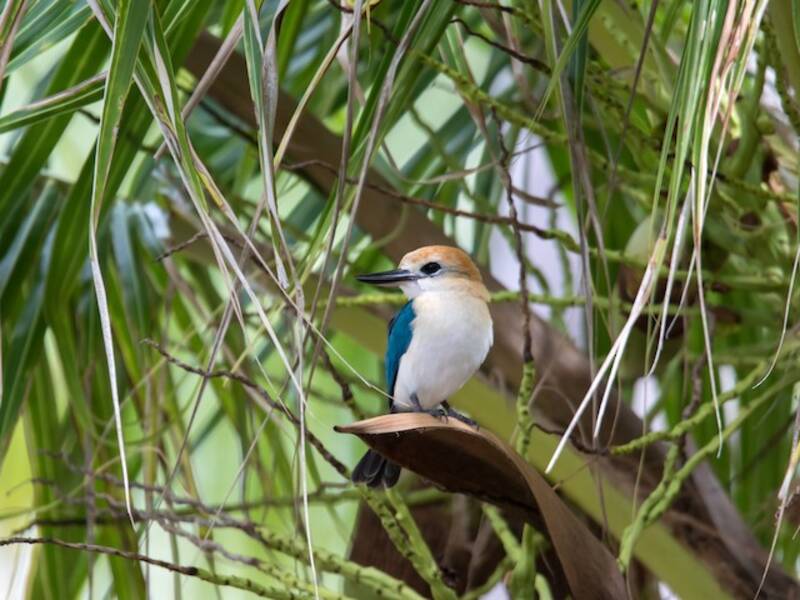 Tuamotu Kingfisher