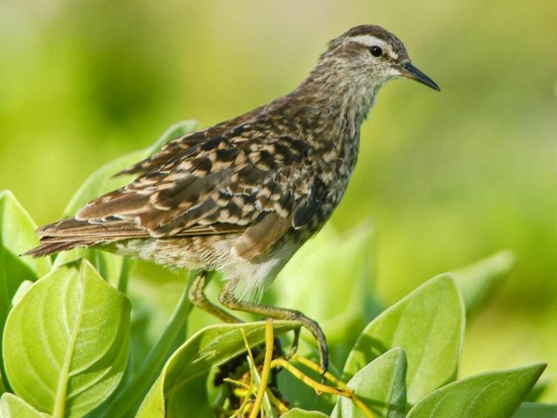 Tuamotu Sandpiper, Photos 3