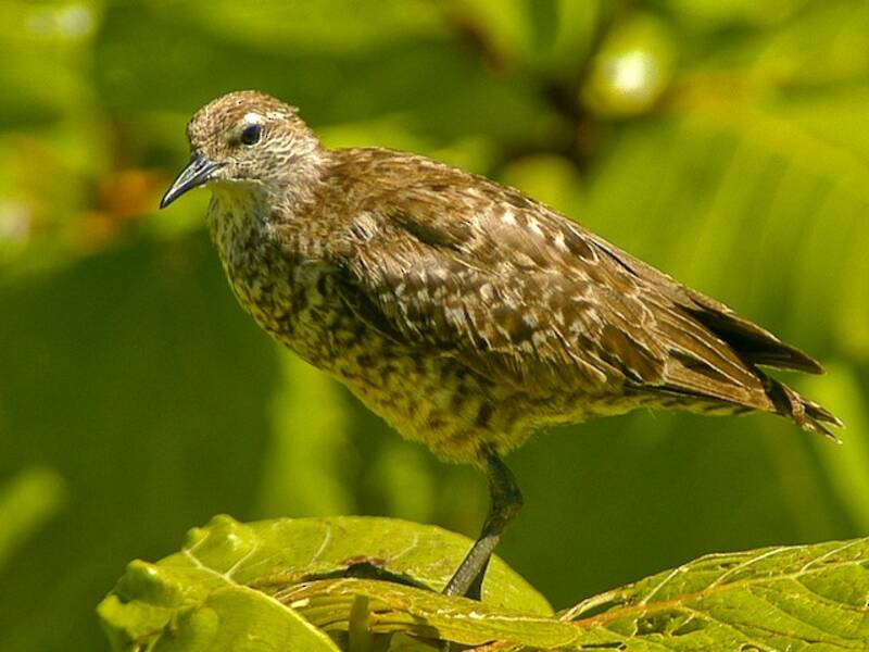 Tuamotu Sandpiper