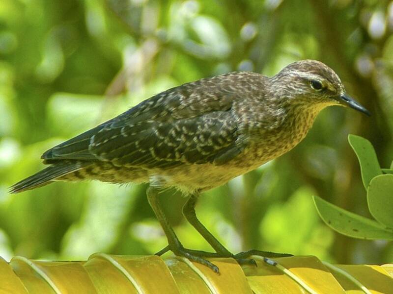 Tuamotu Sandpiper, Photos 2