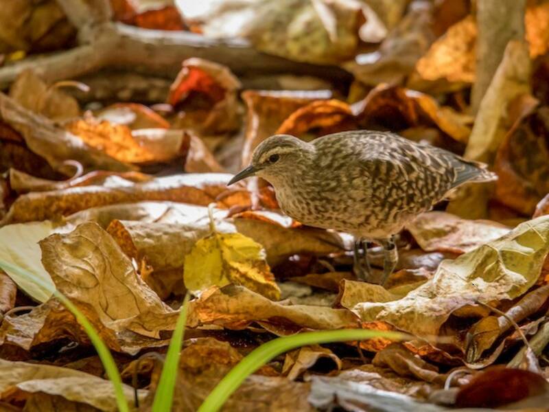 Tuamotu Sandpiper, Photos 4