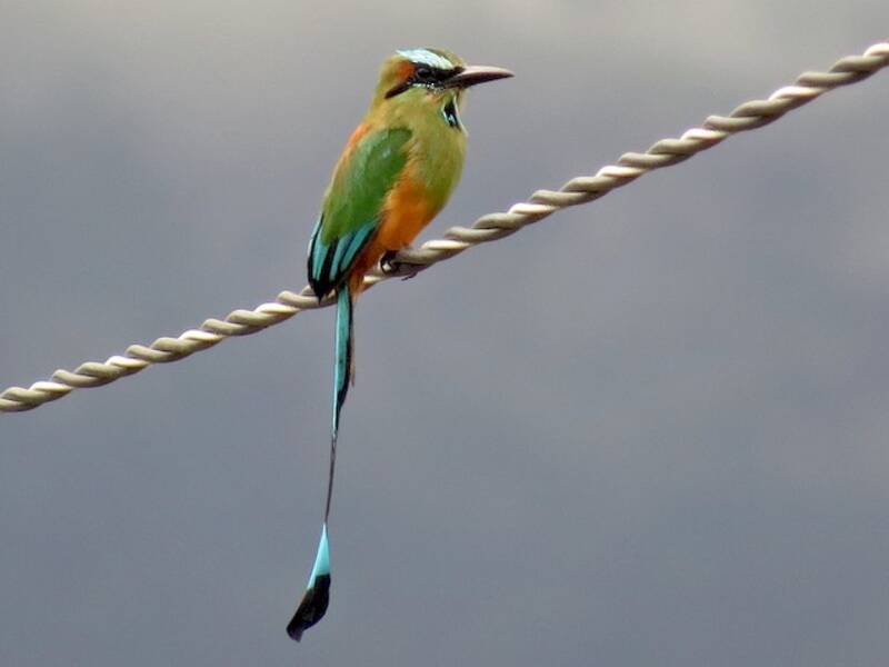 Motmot dalle sopracciglia turchesi, Foto 3