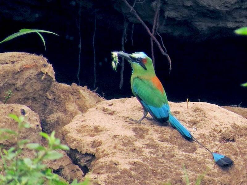 Motmot dalle sopracciglia turchesi, Foto 2