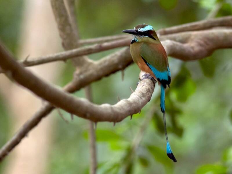 Türkisbrauen-Motmot