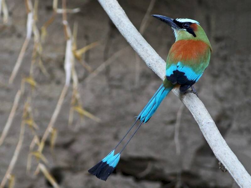 Motmot dalle sopracciglia turchesi, Foto 4