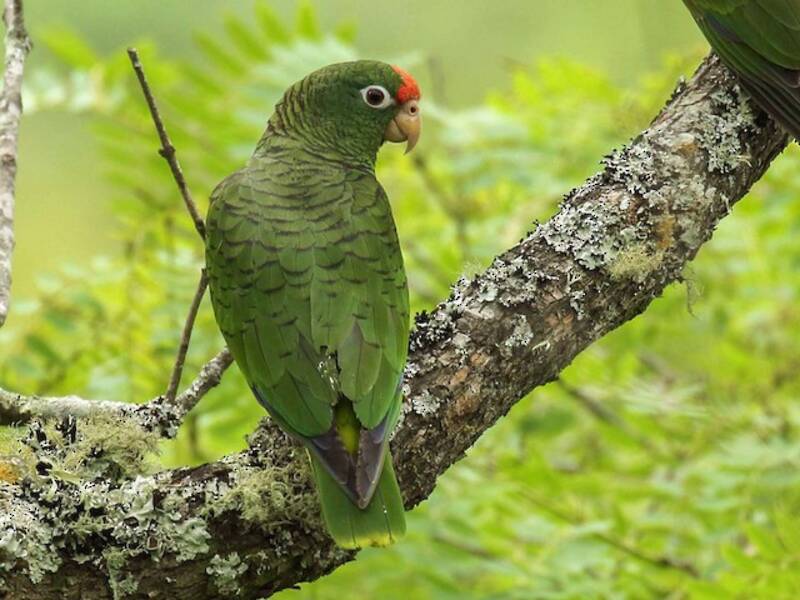 Tucumán-Amazone, Fotos 4