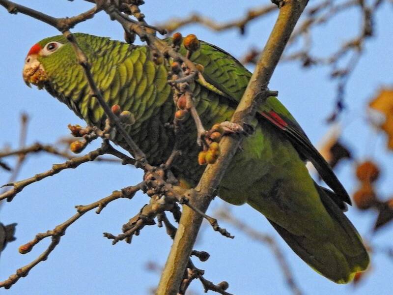 Tucuman Amazon