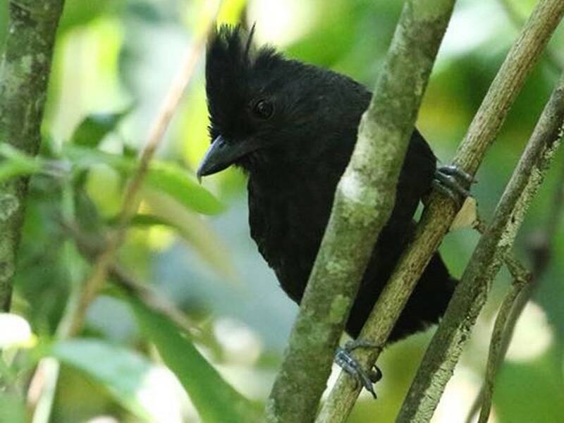 Tufted Antshrike
