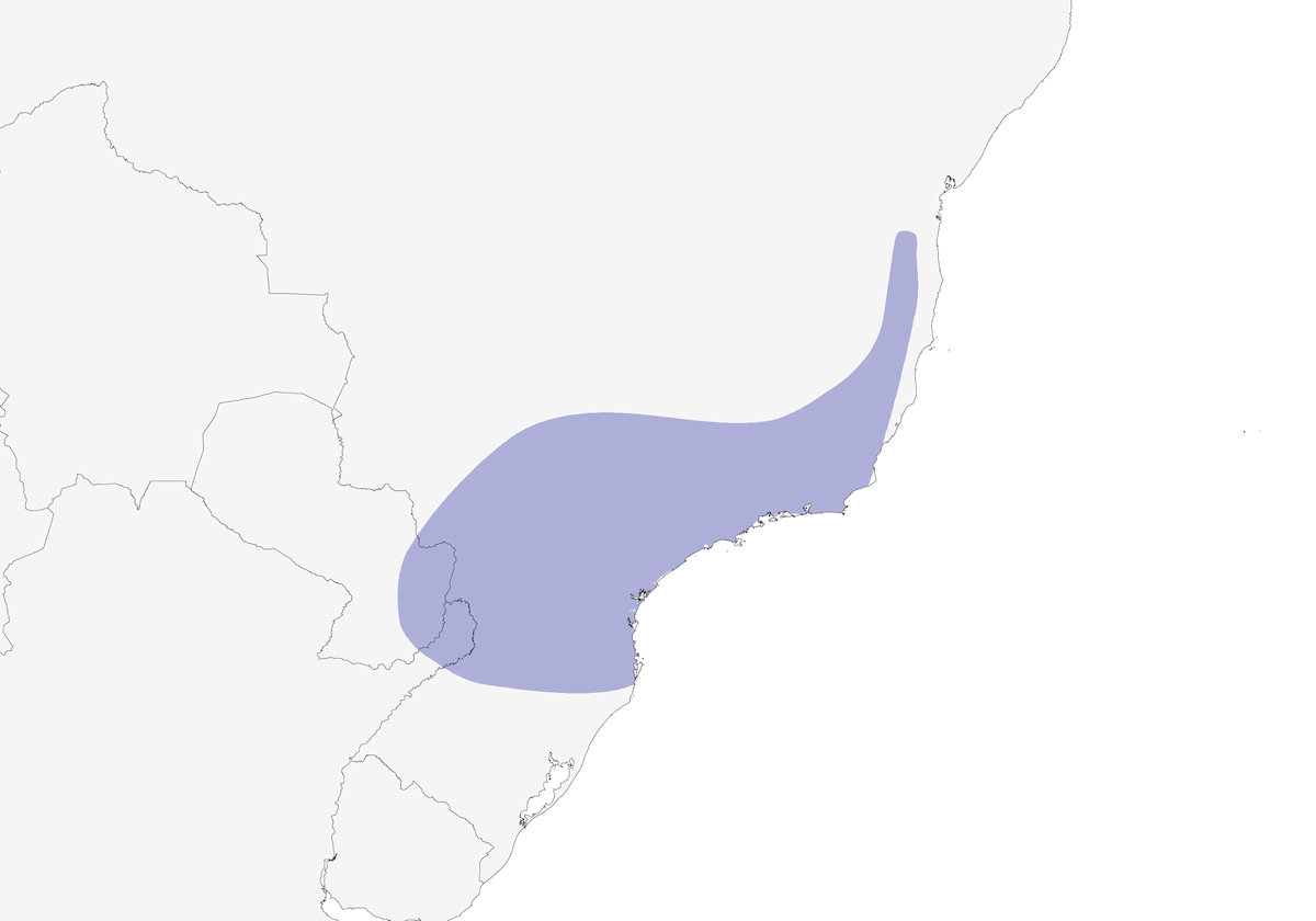 Batara huppé, Distribution 1