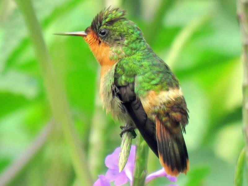 Colibrí coqueta adornado