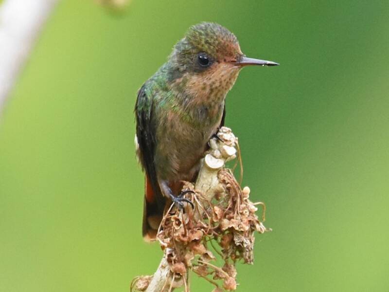 Colibrí coqueta adornado, Fotos 4