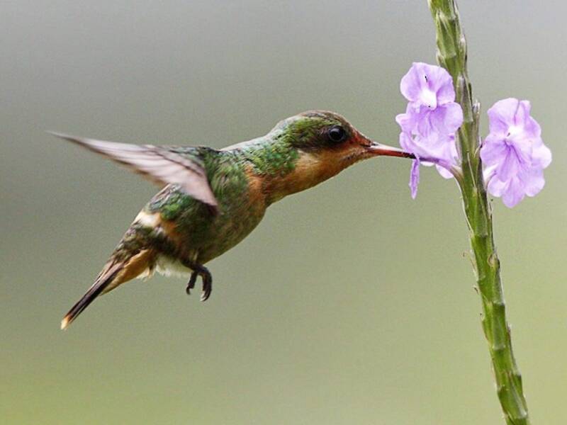 Colibrí coqueta adornado, Fotos 3