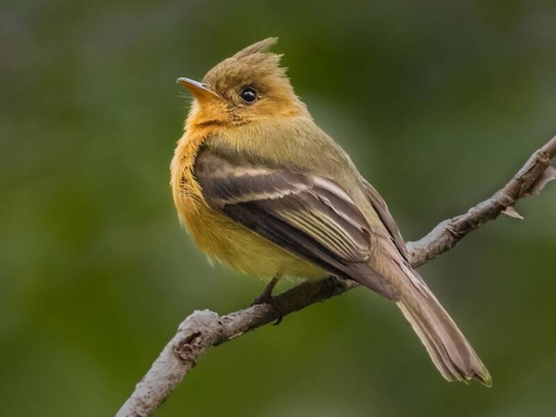 Tufted Flycatcher, Photos 3