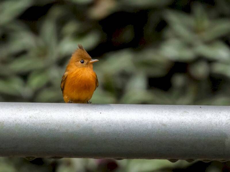 Tufted Flycatcher, Photos 4
