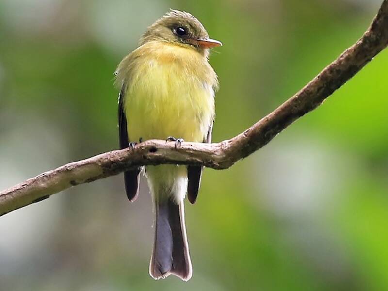 Tufted Flycatcher, Photos 2