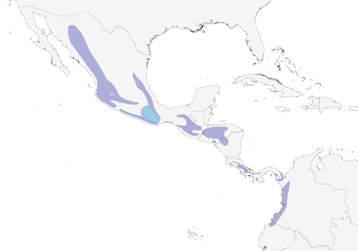 Tufted Flycatcher, Distribution 1
