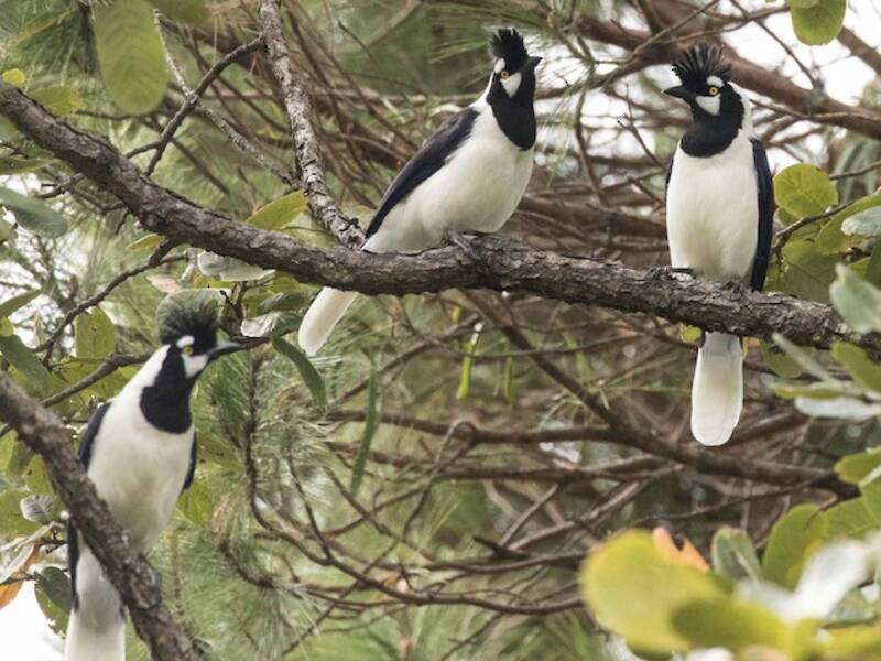 Tufted Jay (Cyanocorax dickeyi)