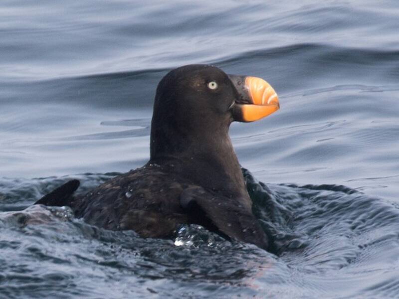 Tufted Puffin (Fratercula cirrhata)