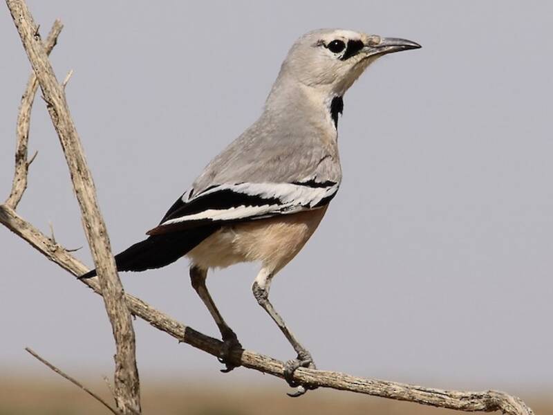 Turkestan Ground-Jay, 照片 4