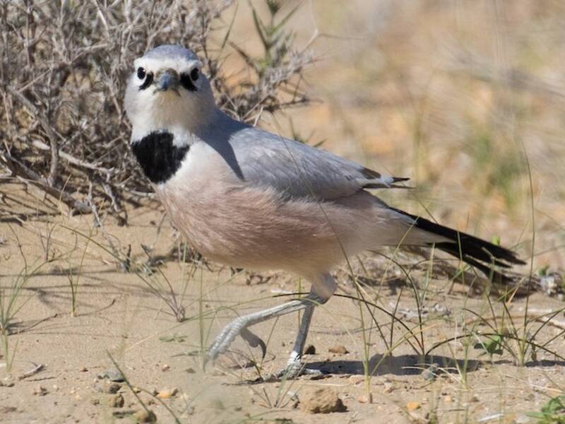 Turkestan Ground-Jay, 照片 3