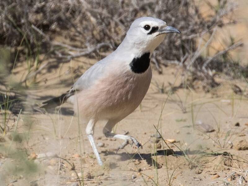 Turkestan Ground-Jay, 照片 2