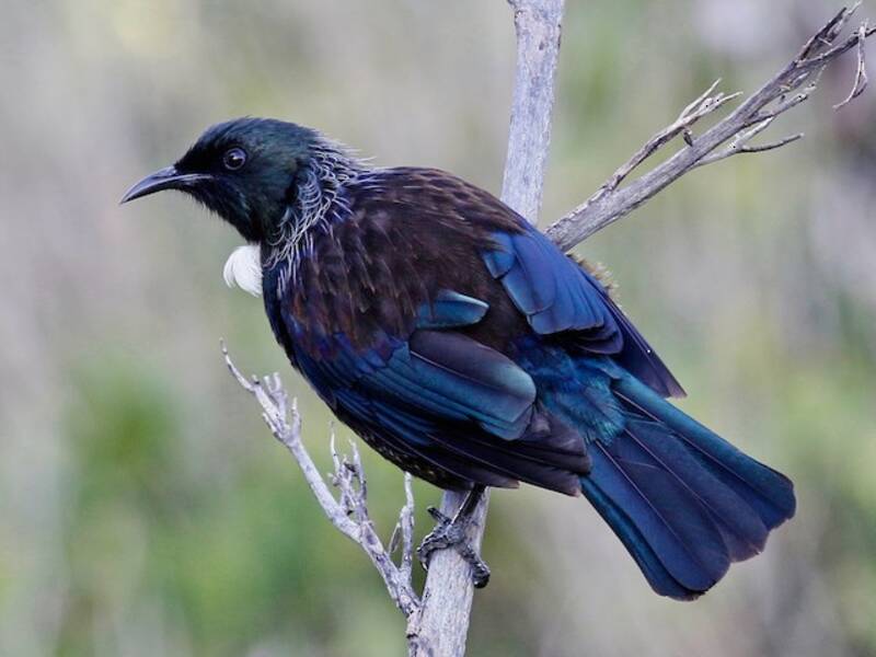 Tui, 照片 4