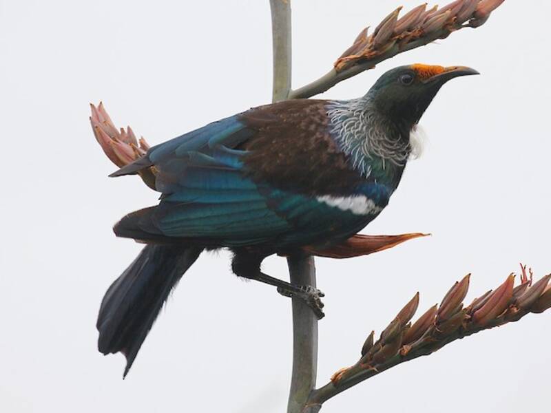 Tui, 照片 2