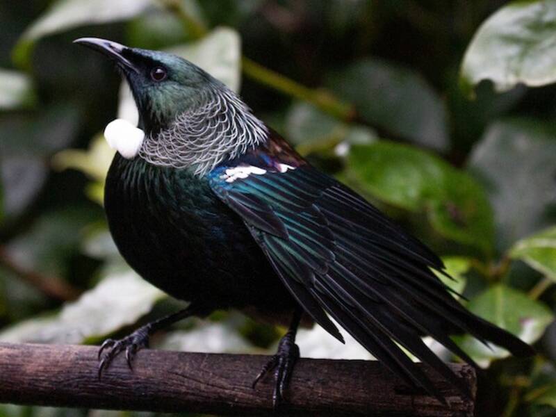 Tui