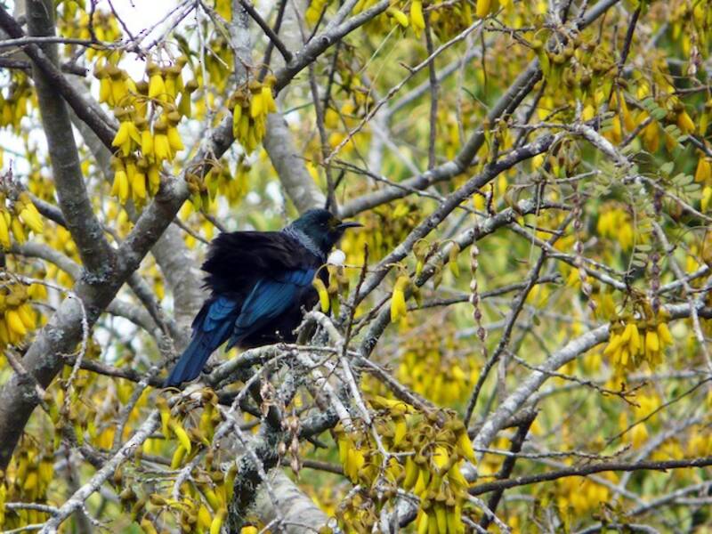 Tui, 照片 3