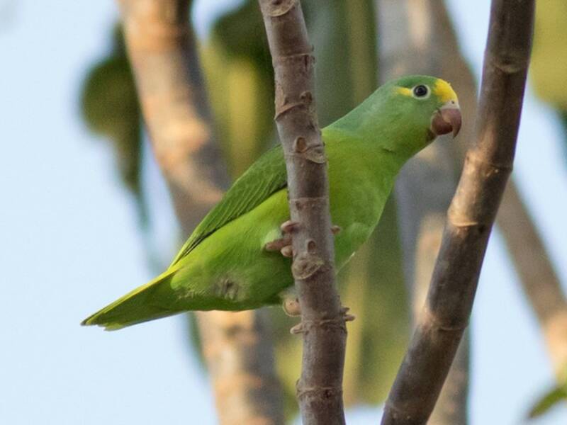 Tui Parakeet