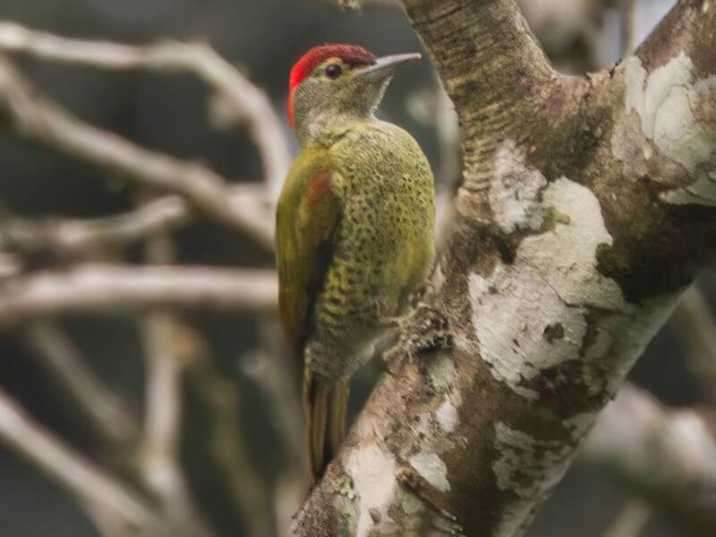 Tullberg's Woodpecker, Photos 3