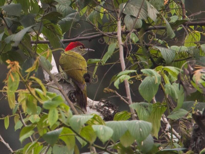 Tullberg's Woodpecker, Photos 2