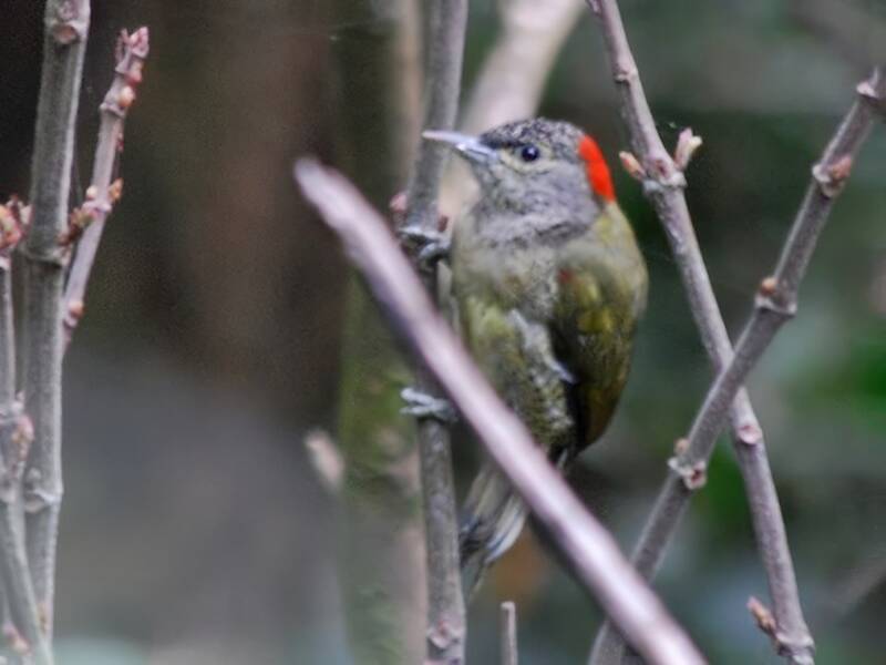 Tullberg's Woodpecker