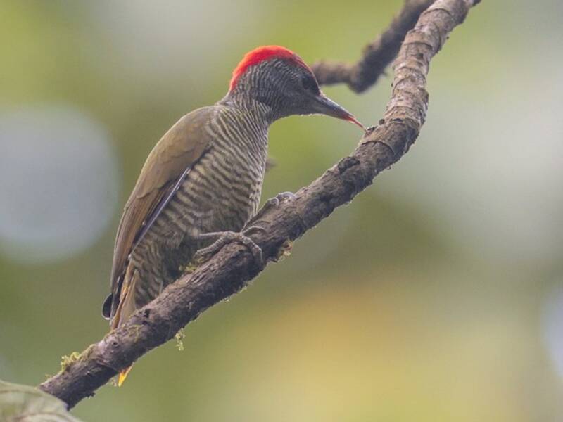 Fine-banded Woodpecker, Photos 4