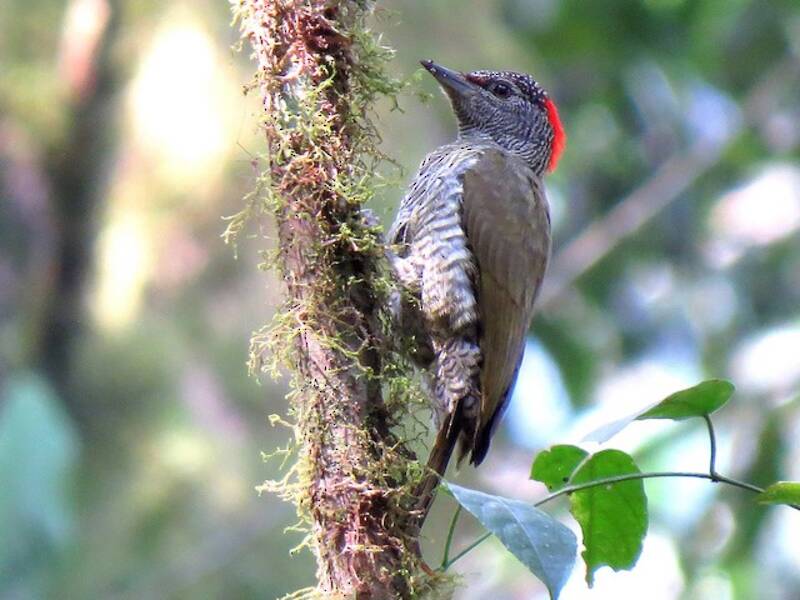 Fine-banded Woodpecker, Photos 2