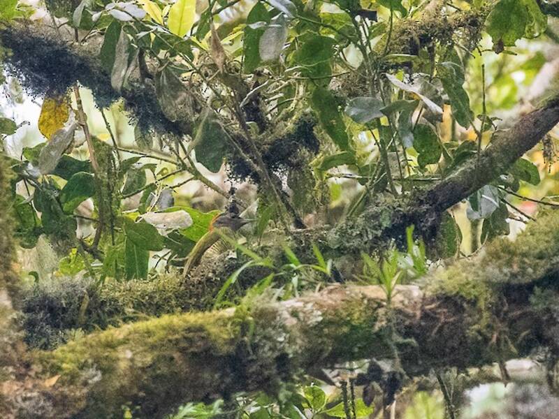 Fine-banded Woodpecker, Photos 3