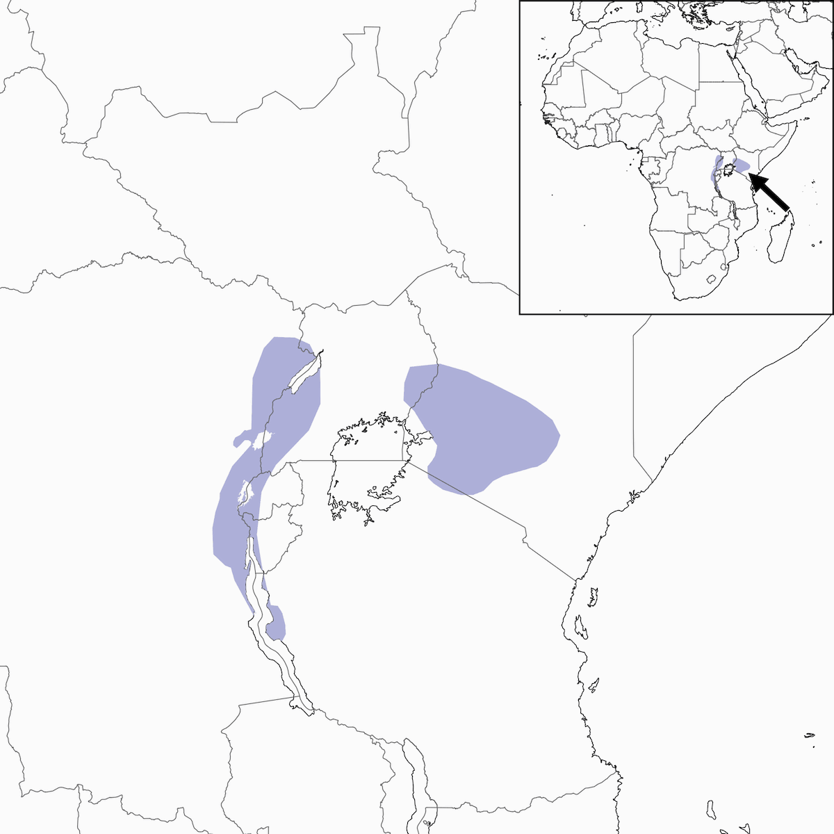 Fine-banded Woodpecker, Distribution 1